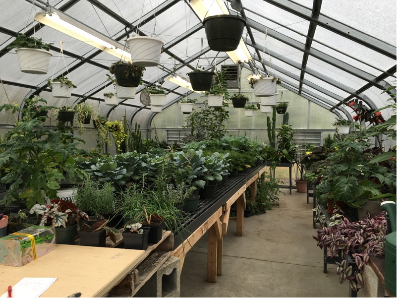 Greenhouse3.jpg